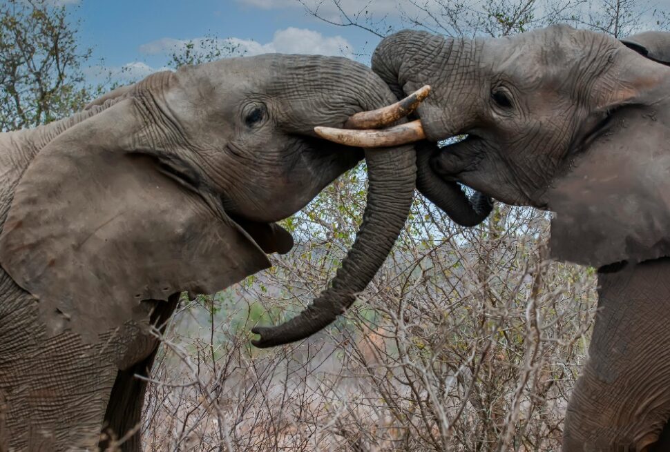 Amboseli National Park – Elephants, Kilimanjaro Views & Safari Experience in Kenya
