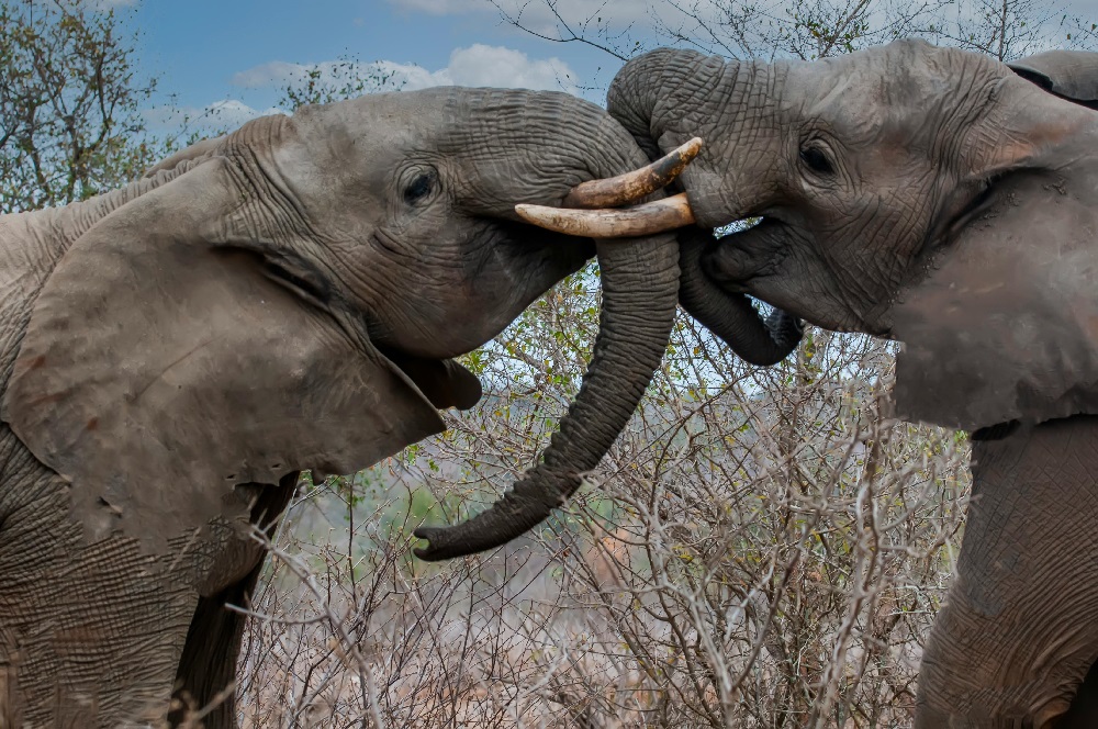 Amboseli National Park – Elephants, Kilimanjaro Views & Safari Experience in Kenya
