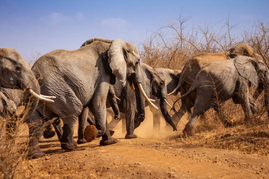 Bisanadi National Reserve – Remote Safari Wilderness in Northern Kenya