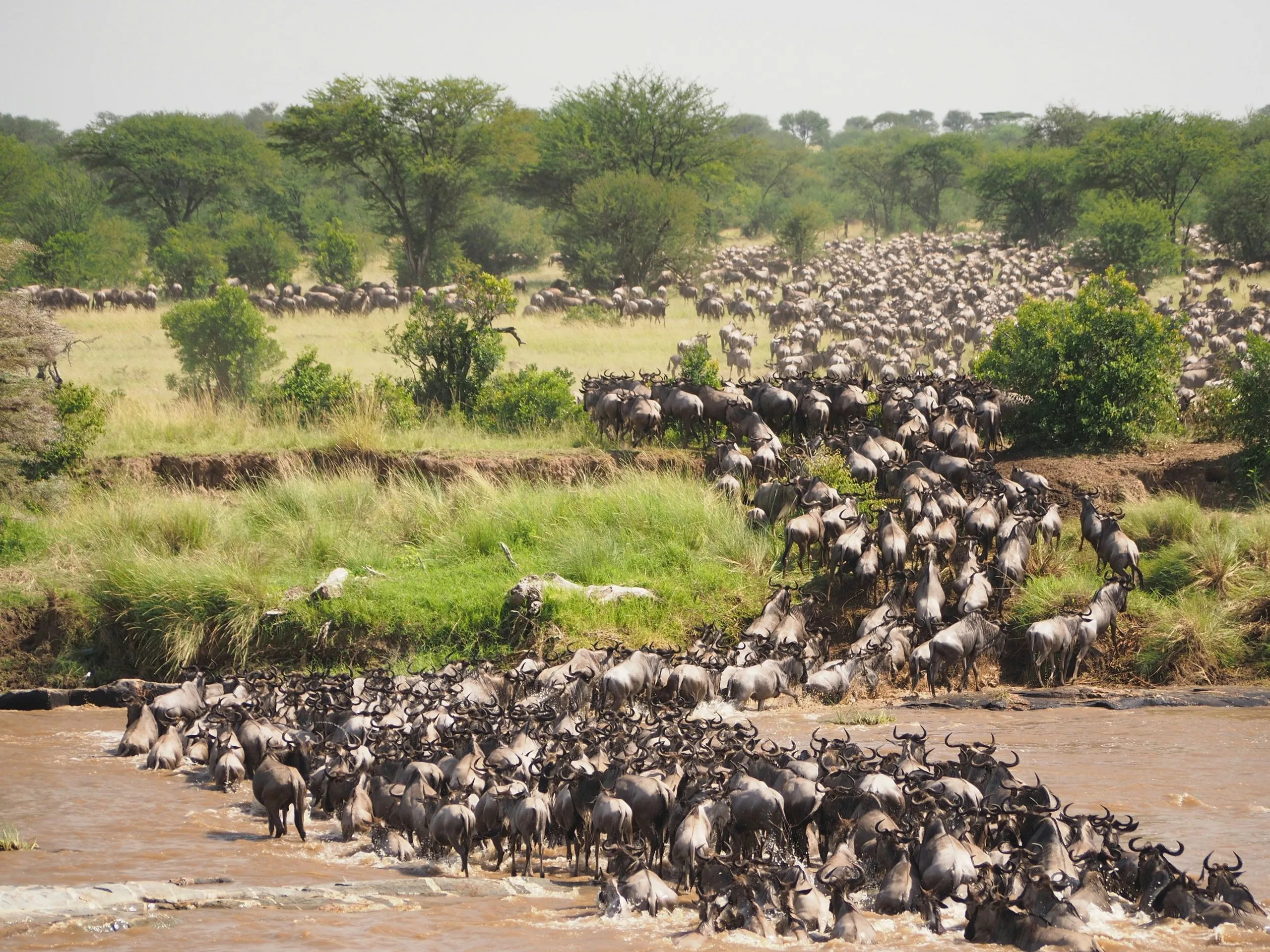 Serengeti Migration Calendar