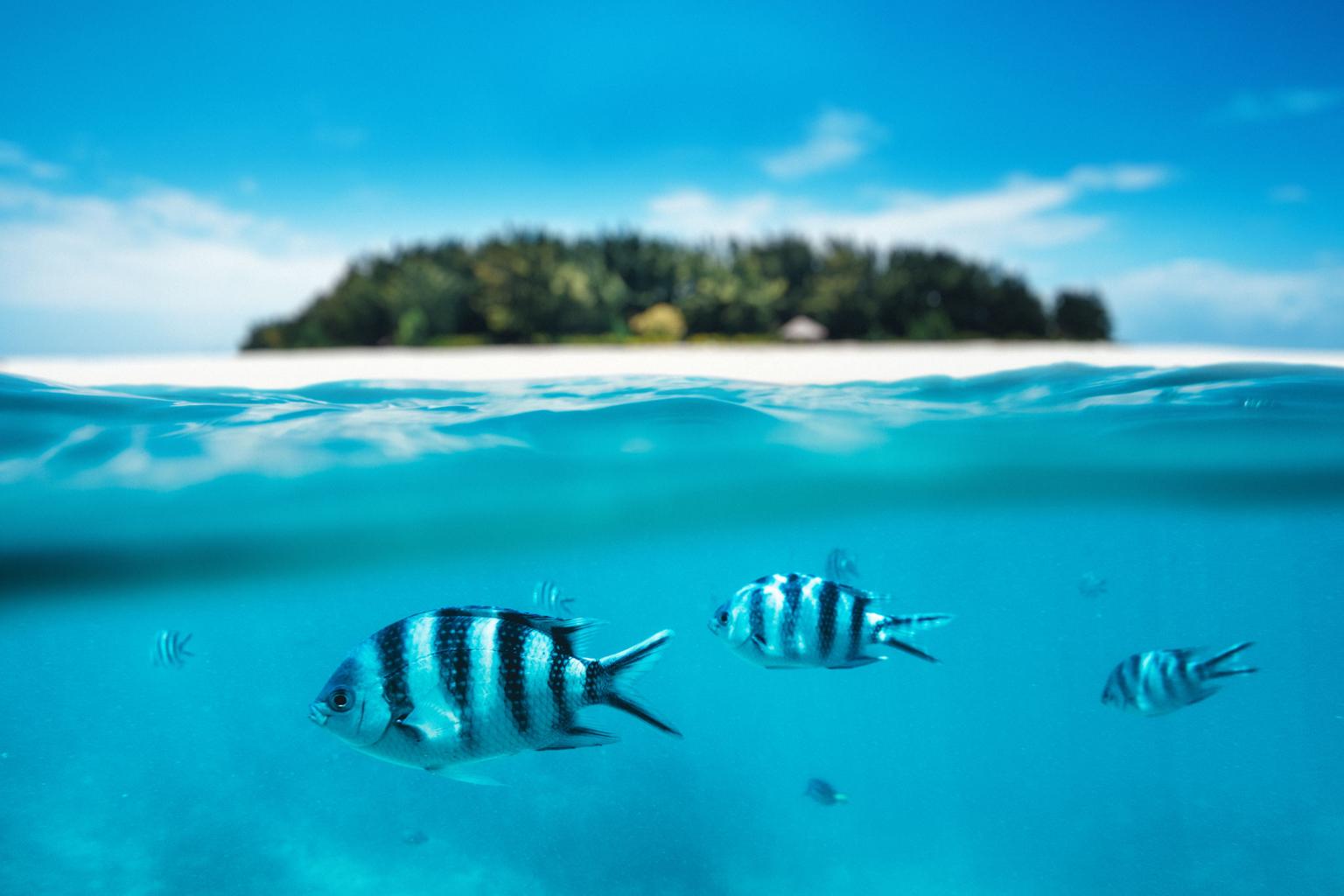 Can You Snorkel with a Camera in Zanzibar