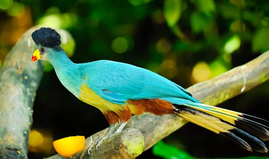 Kakamega Forest National Reserve