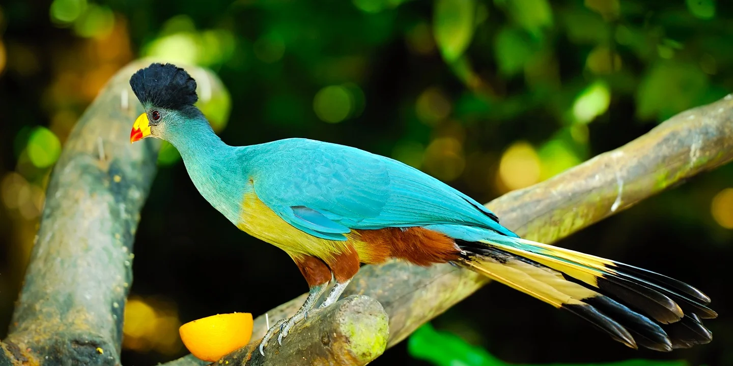 Kakamega Forest National Reserve – Kenya’s Tropical Rainforest & Primate Sanctuary