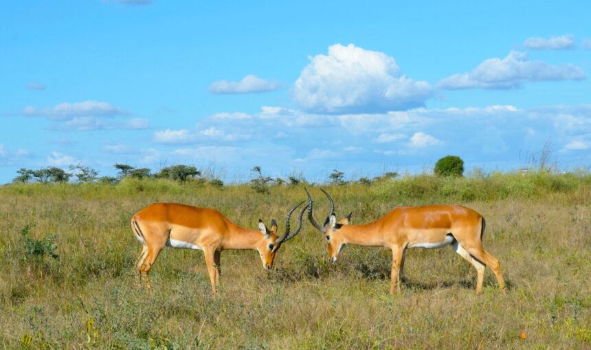 Kisumu Impala Sanctuary
