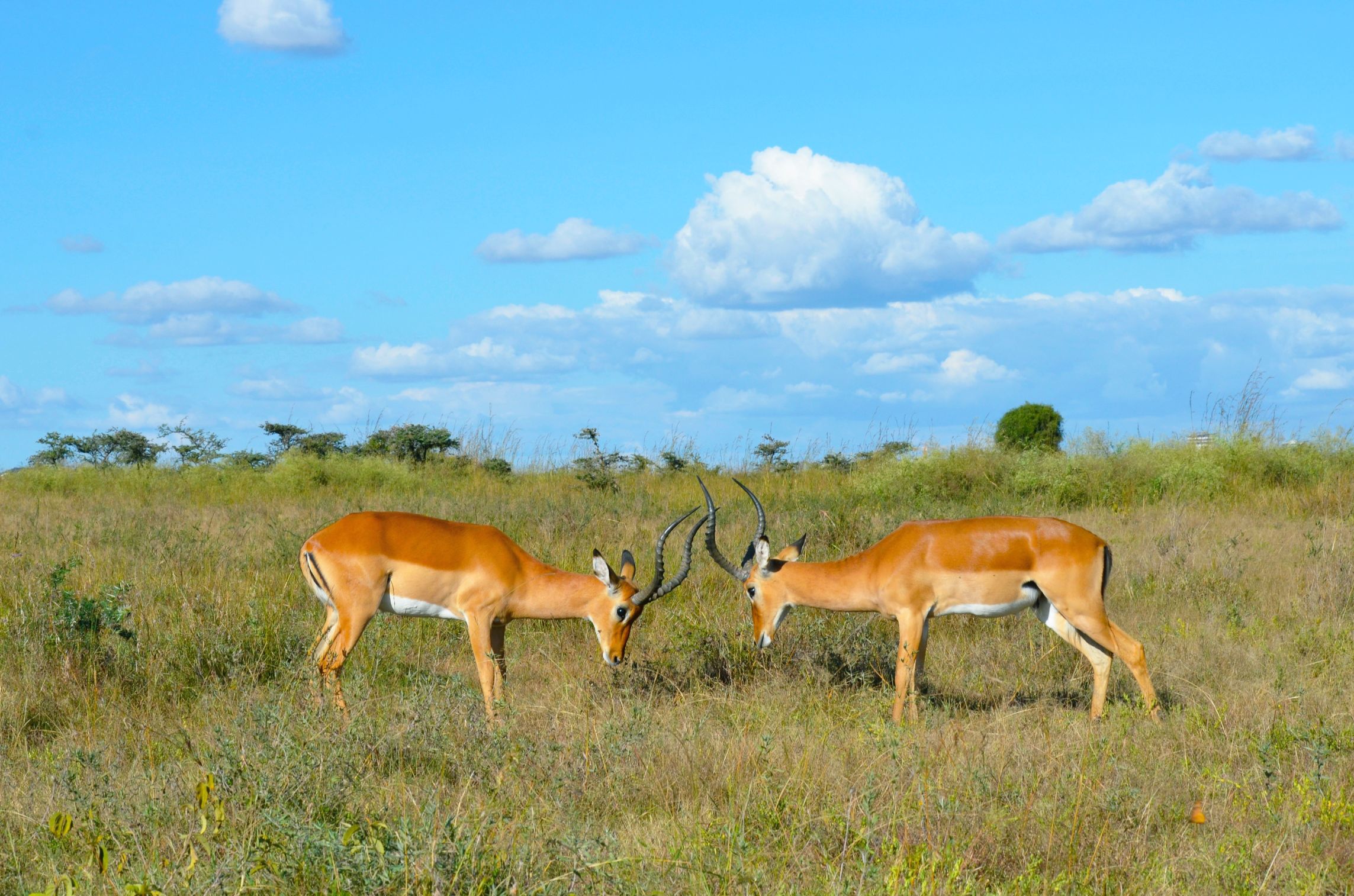 Kisumu Impala Sanctuary – Wildlife Experience on the Shores of Lake Victoria