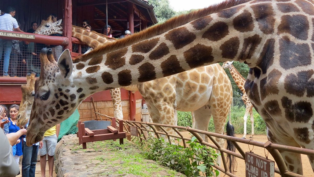 Nairobi Animal Orphanage – Wildlife Rescue & Conservation Experience in Kenya