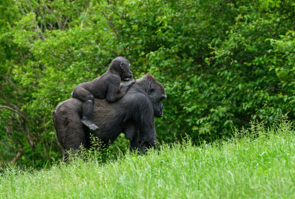 The Chimpanzee Tracking at Gombe