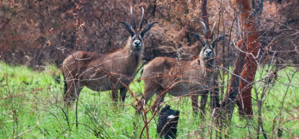 Ruma-National-Park-–-Rare-Wildlife-Hidden-Safari-Gem-in-Western-Kenya.jpg