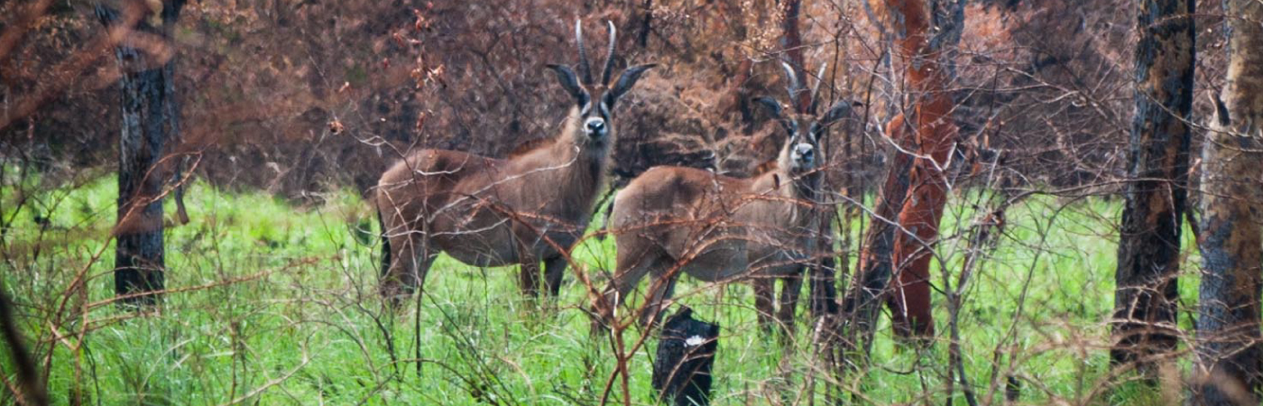 Ruma-National-Park-–-Rare-Wildlife-Hidden-Safari-Gem-in-Western-Kenya.jpg