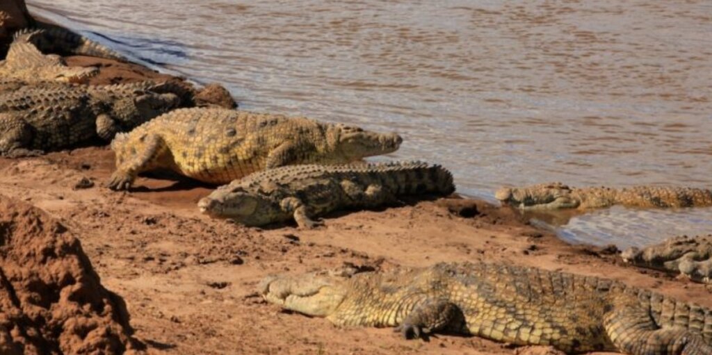 Sibiloi National Park – Cradle of Mankind & Remote Lake Turkana Safari in Kenya