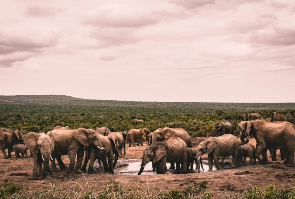 Masai Mara vs Serengeti Safari