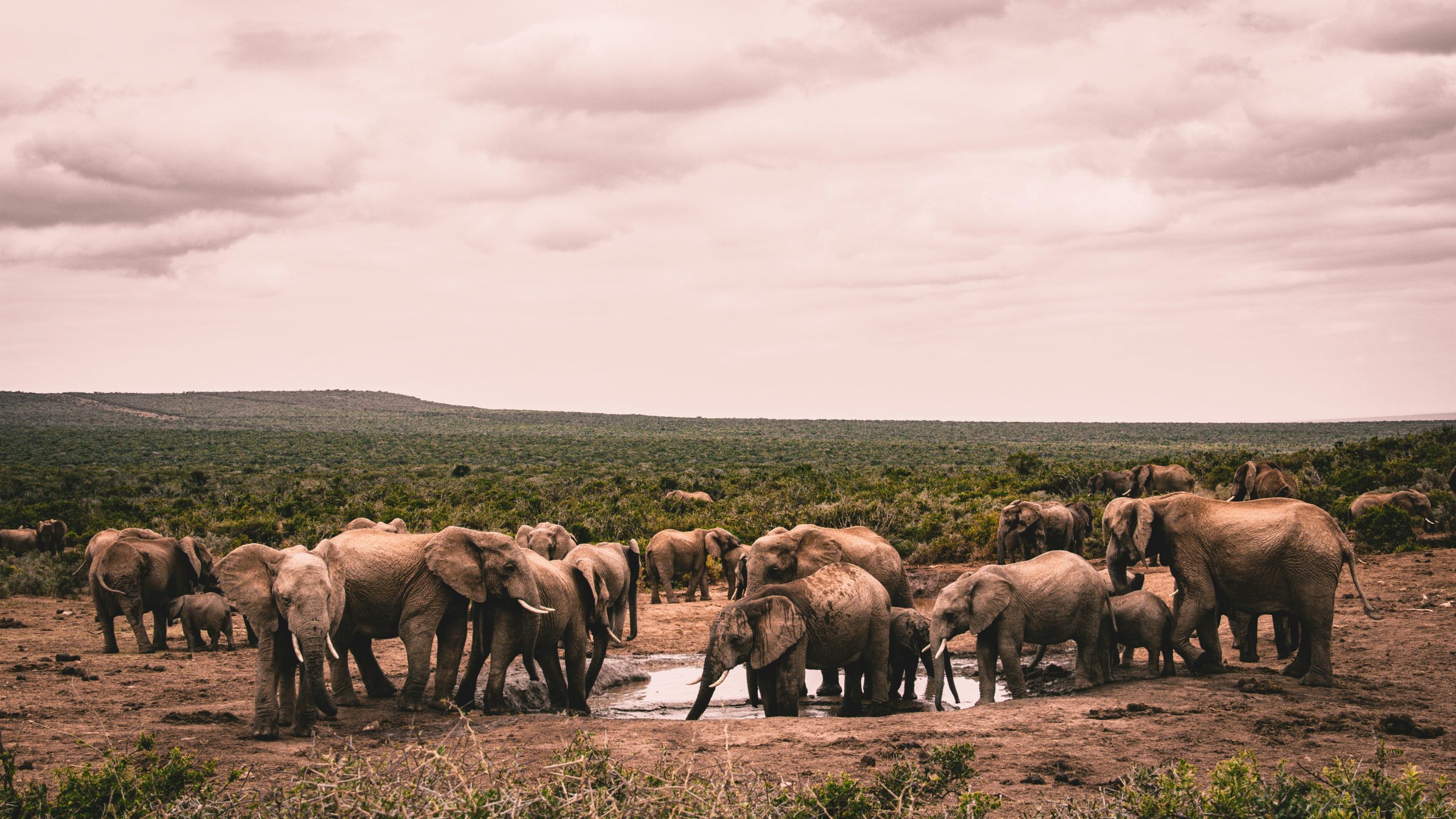 Masai Mara vs Serengeti Safari