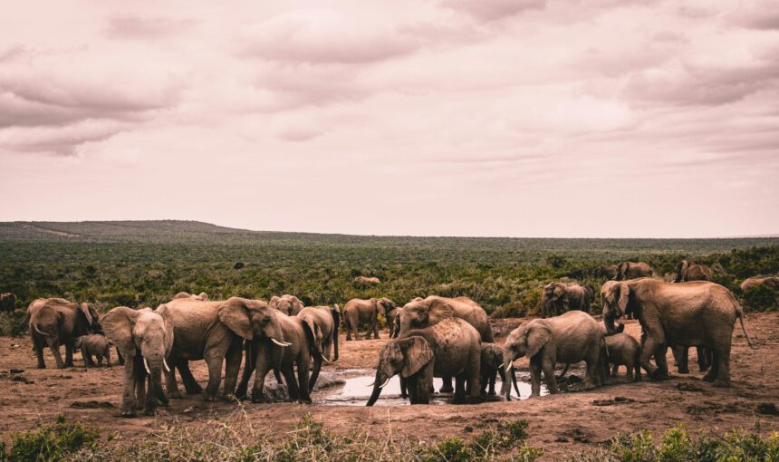 Kenya Budget Camping Safari Tour (7 Days)