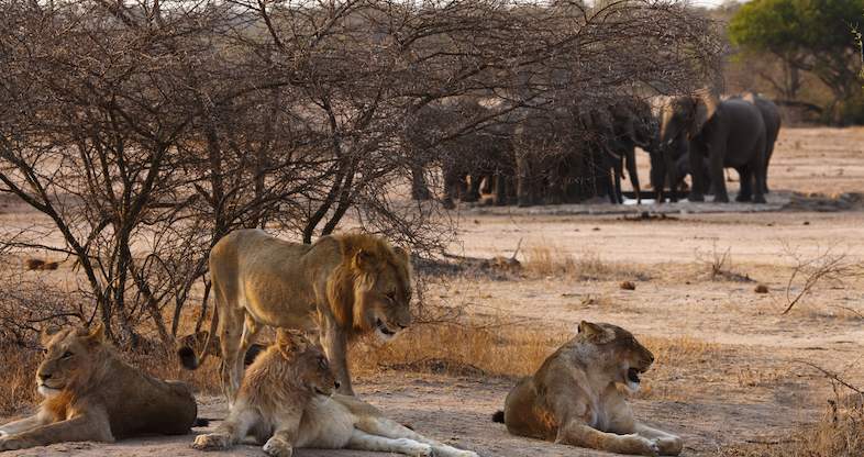 South Africa Travel Guide Safari Cape Town
