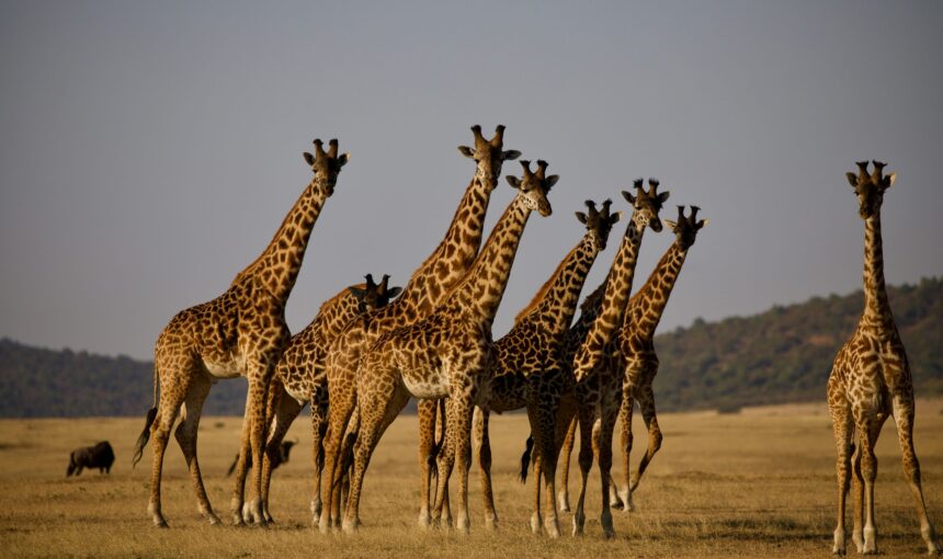 Why Choose a Kenya Safari 