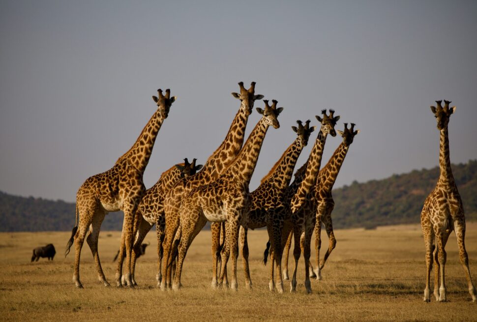 Why Choose a Kenya Safari