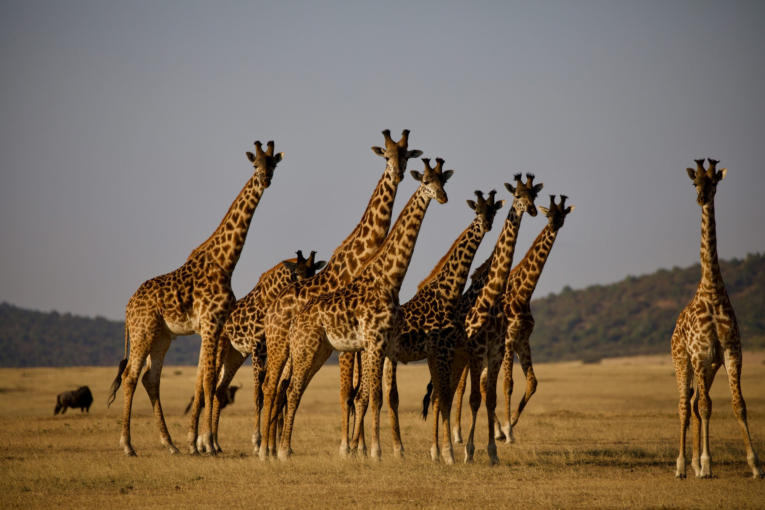 Why Choose a Kenya Safari