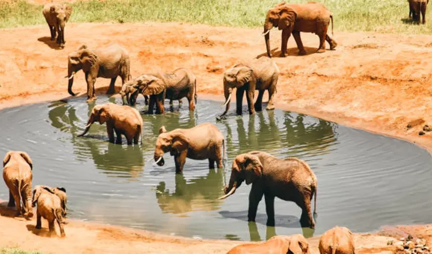 Tsavo West National Park