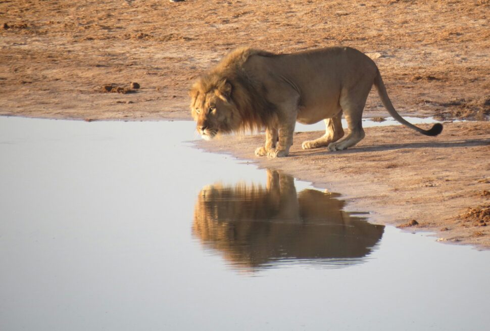 How Many Days for a Tanzania Safari 