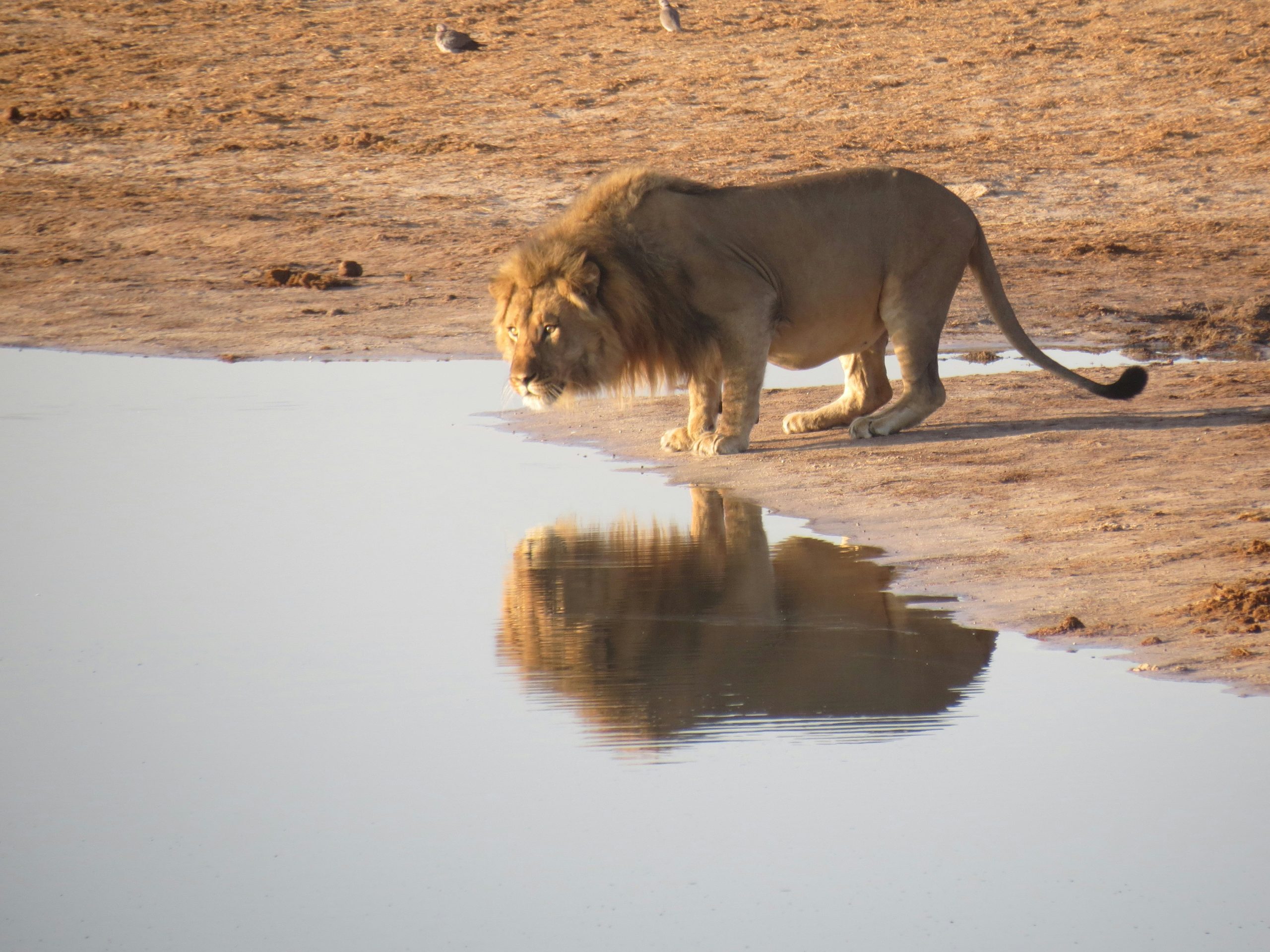 How Many Days for a Tanzania Safari 