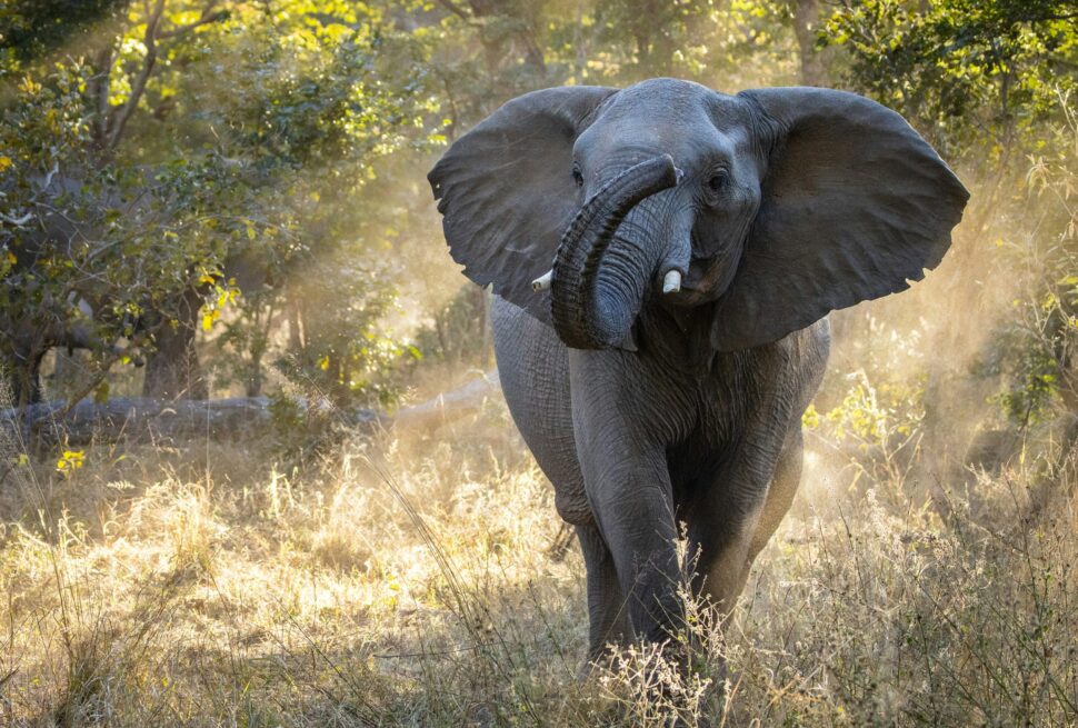 Best Time for Tanzania Safari 