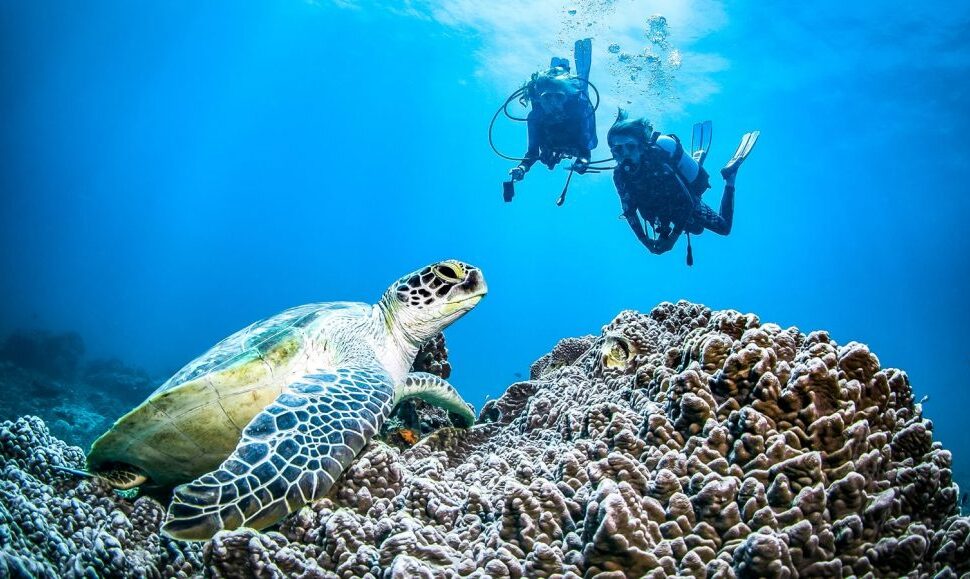 Best time for Diving in Kenya