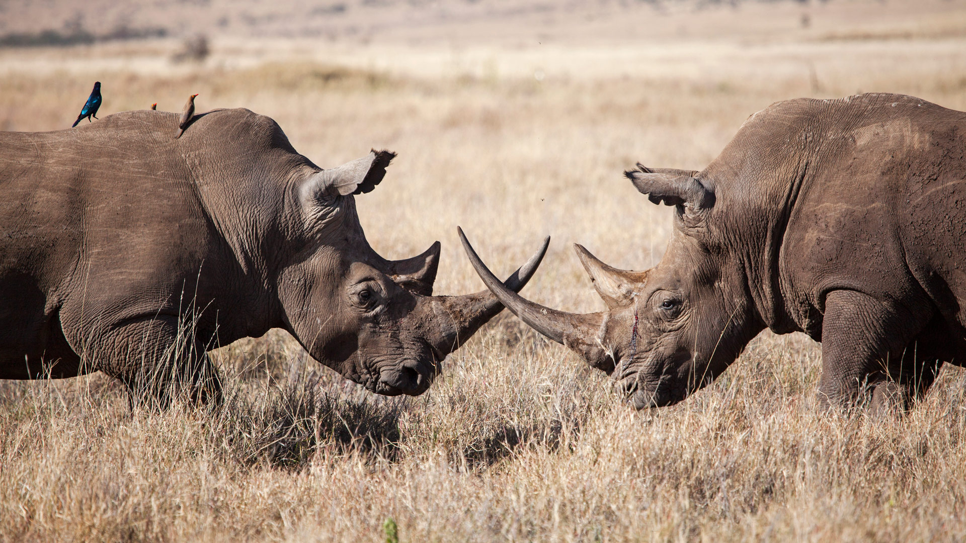 KENYA NATIONAL PARKS
