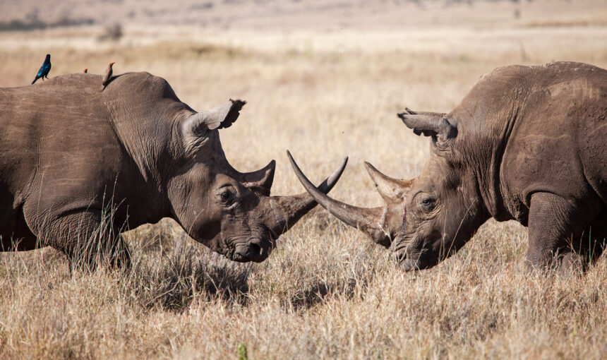 Wildlife You Can See on a Kenya Safari