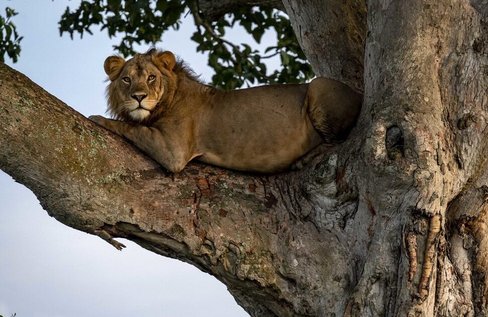 Uganda Safari Guide