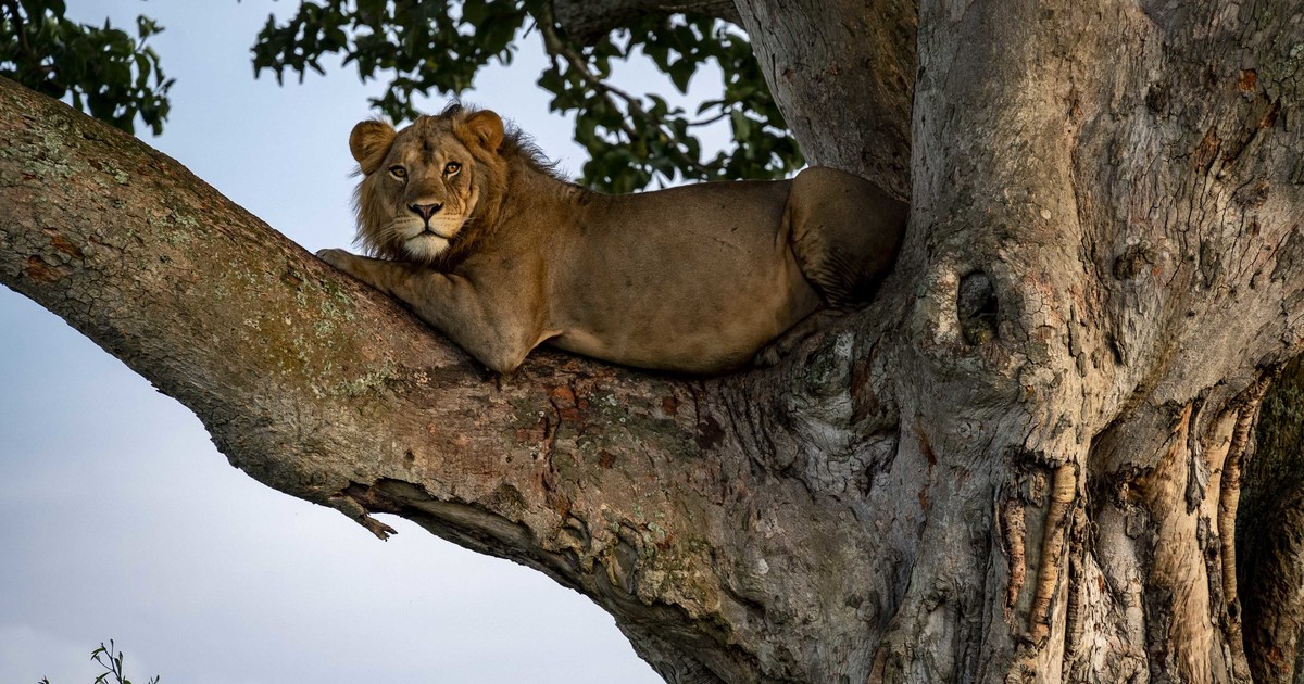 Uganda Safari Guide