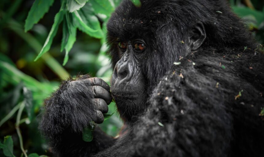 Chimpanzees in Uganda are locked in a deadly ‘civil war’ after their group split apart — and scientists don’t know why