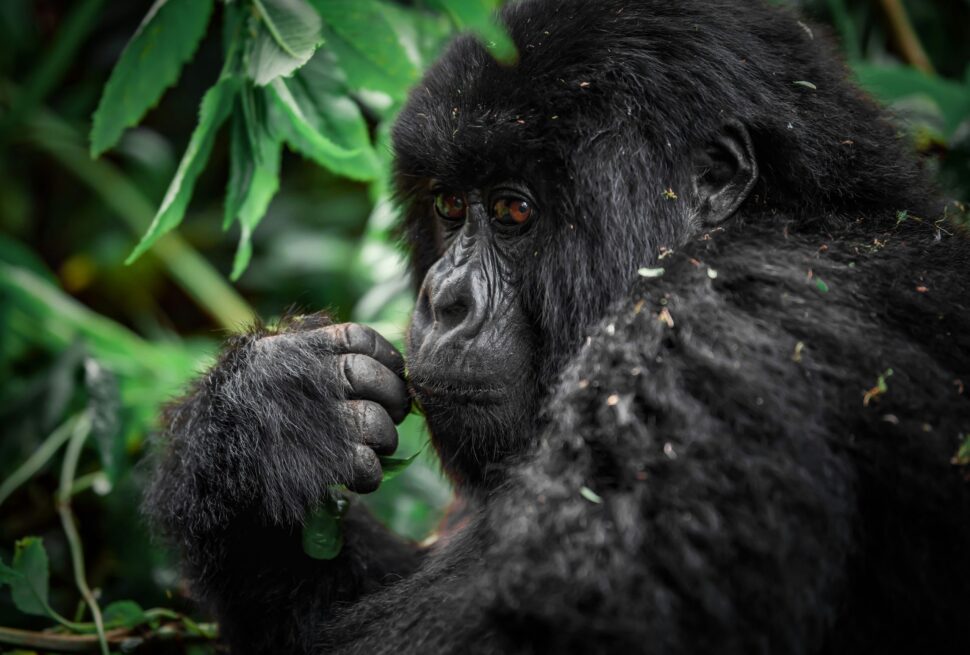 Chimpanzees in Uganda are locked in a deadly 'civil war' after their group split apart