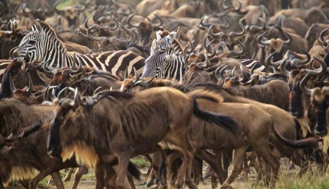 Best Time to Visit Serengeti National Park in 2026