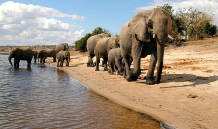 Luxury Tanzania Safari: The Ultimate Guide to an Unforgettable African Adventure