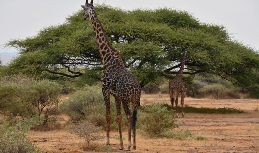 Botswana Safari Guide 2026: Exploring the Okavango Delta, Chobe & Moremi