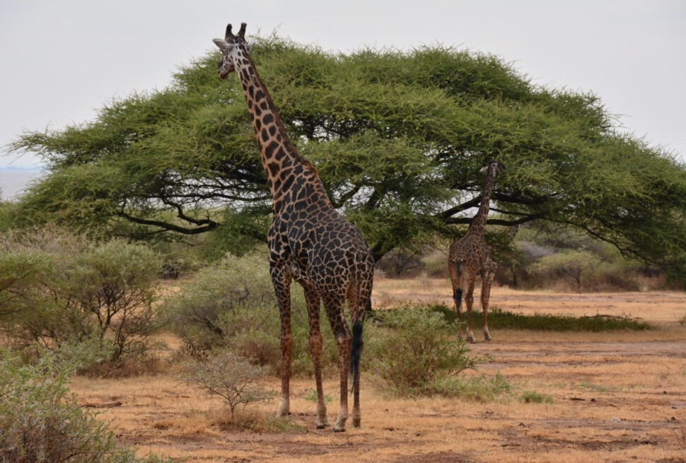 Discover Botswana's world-famous safari destinations, including the Okavango Delta, Chobe National Park, and Moremi Game Reserve. Learn the best time to visit and plan your ultimate African safari adventure.