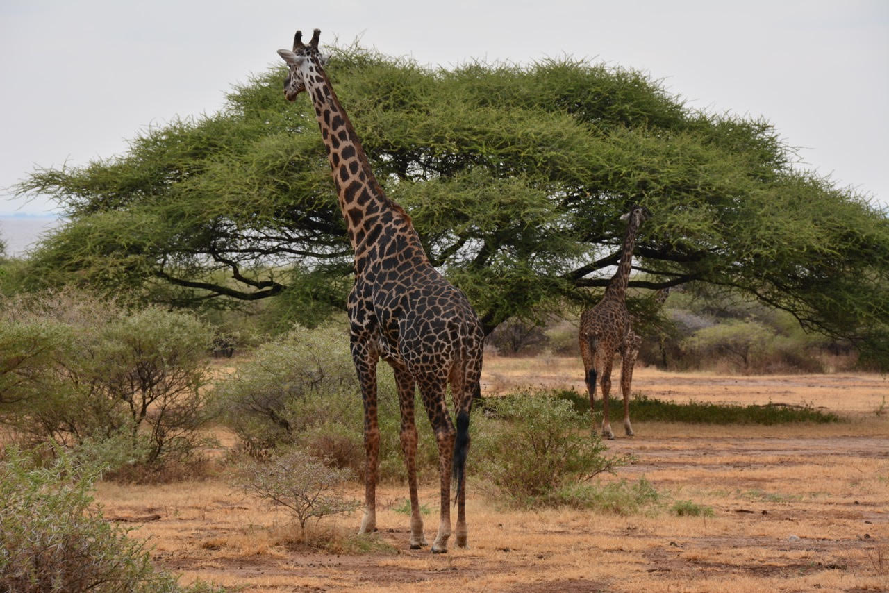 Discover Botswana's world-famous safari destinations, including the Okavango Delta, Chobe National Park, and Moremi Game Reserve. Learn the best time to visit and plan your ultimate African safari adventure.