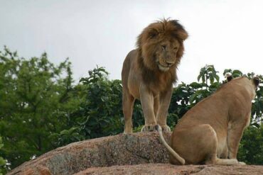 Africa Luxury Safari Holidays 44 Is Tanzania or Kenya Safari Better for First-Time Travelers?
