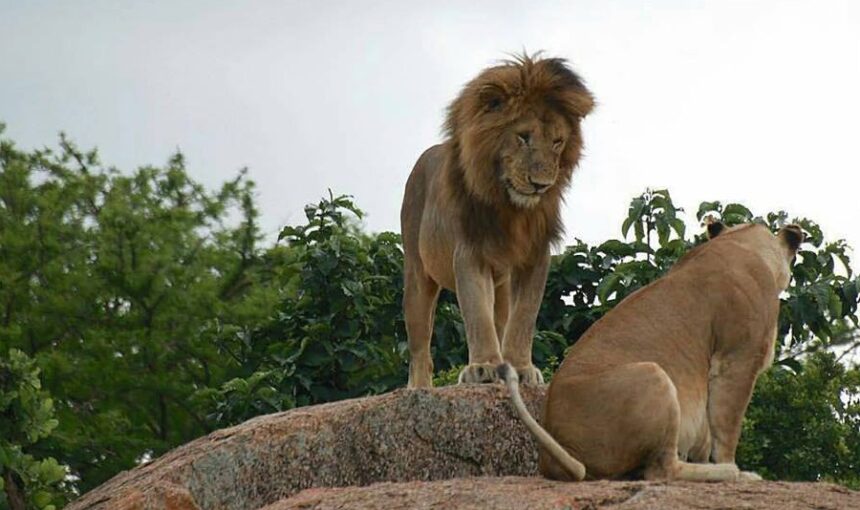 Is Tanzania or Kenya Safari Better for First-Time Travelers?