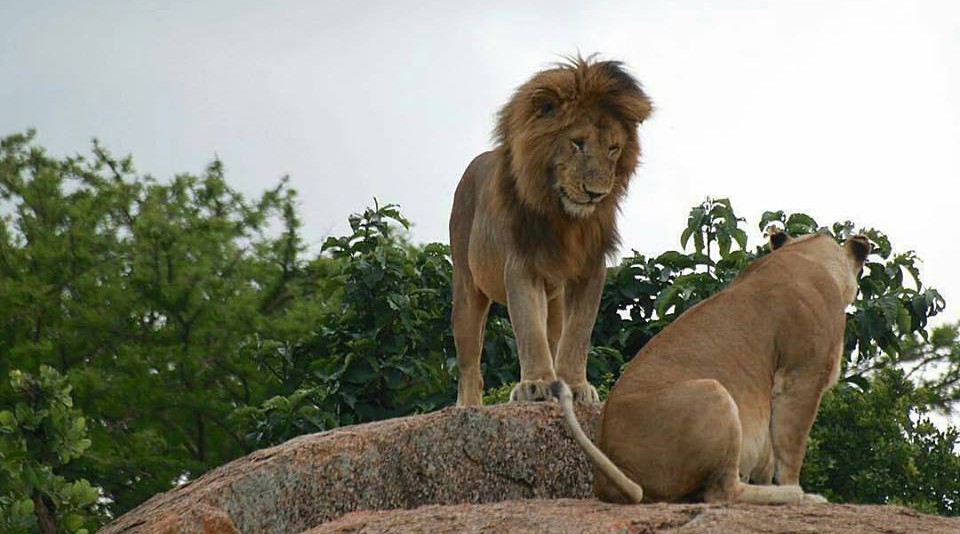 Is Tanzania or Kenya Safari Better for First-Time Travelers?